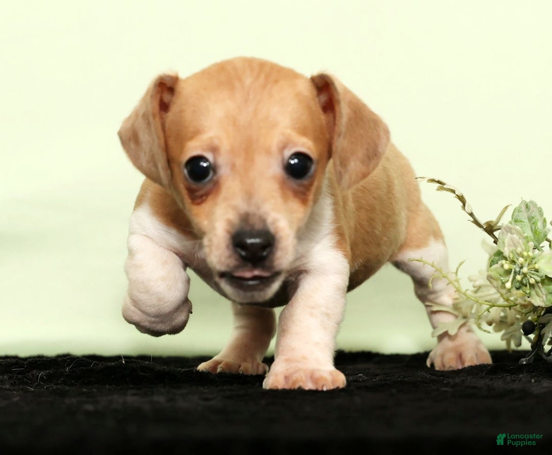 Miniature Dachshund dogs for sale: Izzy - Ad 2