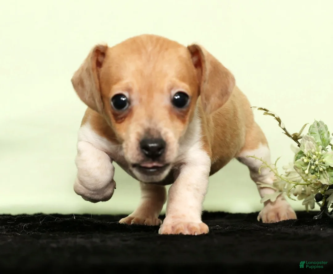 Miniature Dachshund dogs for sale: Izzy - Ad 2