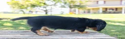 Miniature Dachshund dogs for sale: Diva - Ad 11