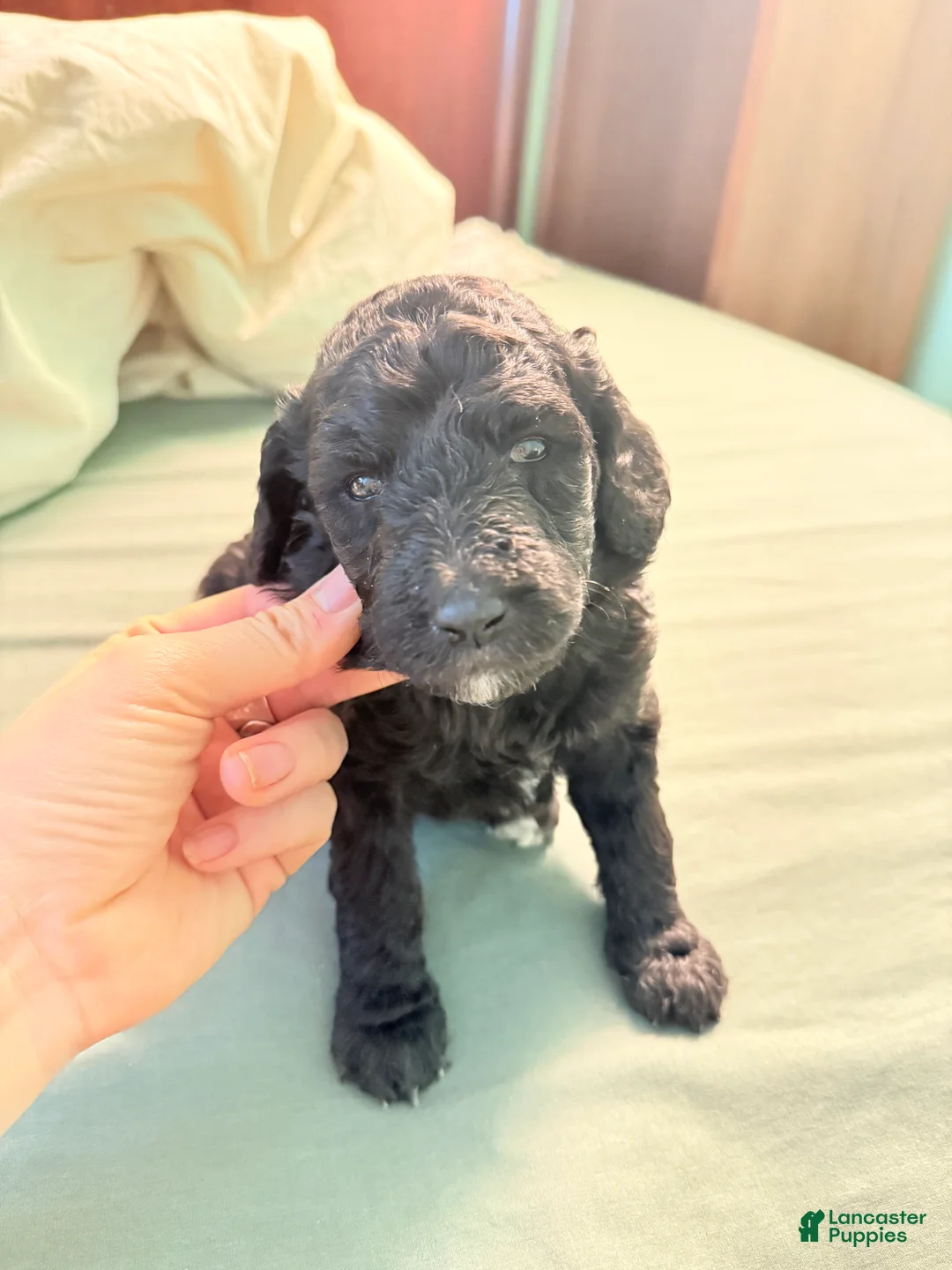 Standard Poodle dogs for sale: Standard Poodle Puppy 4 - Ad 5