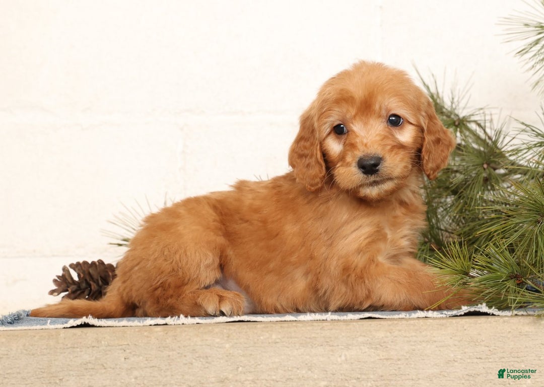 Mini Goldendoodle dogs for sale: Melvin - Ad 4