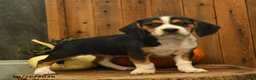 Beagle dogs for sale: Milkyway - Ad 4