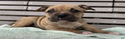 American Bully dogs for sale: Flora - Ad 3