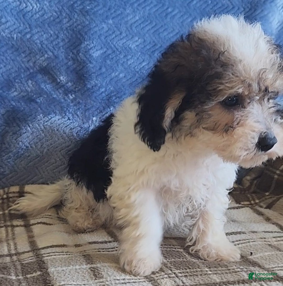 Mixed Breed dogs for sale: Max - Ad 2