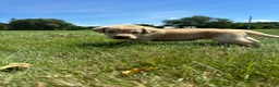 Labrador Retriever dogs for sale:  Ember - Ad 8