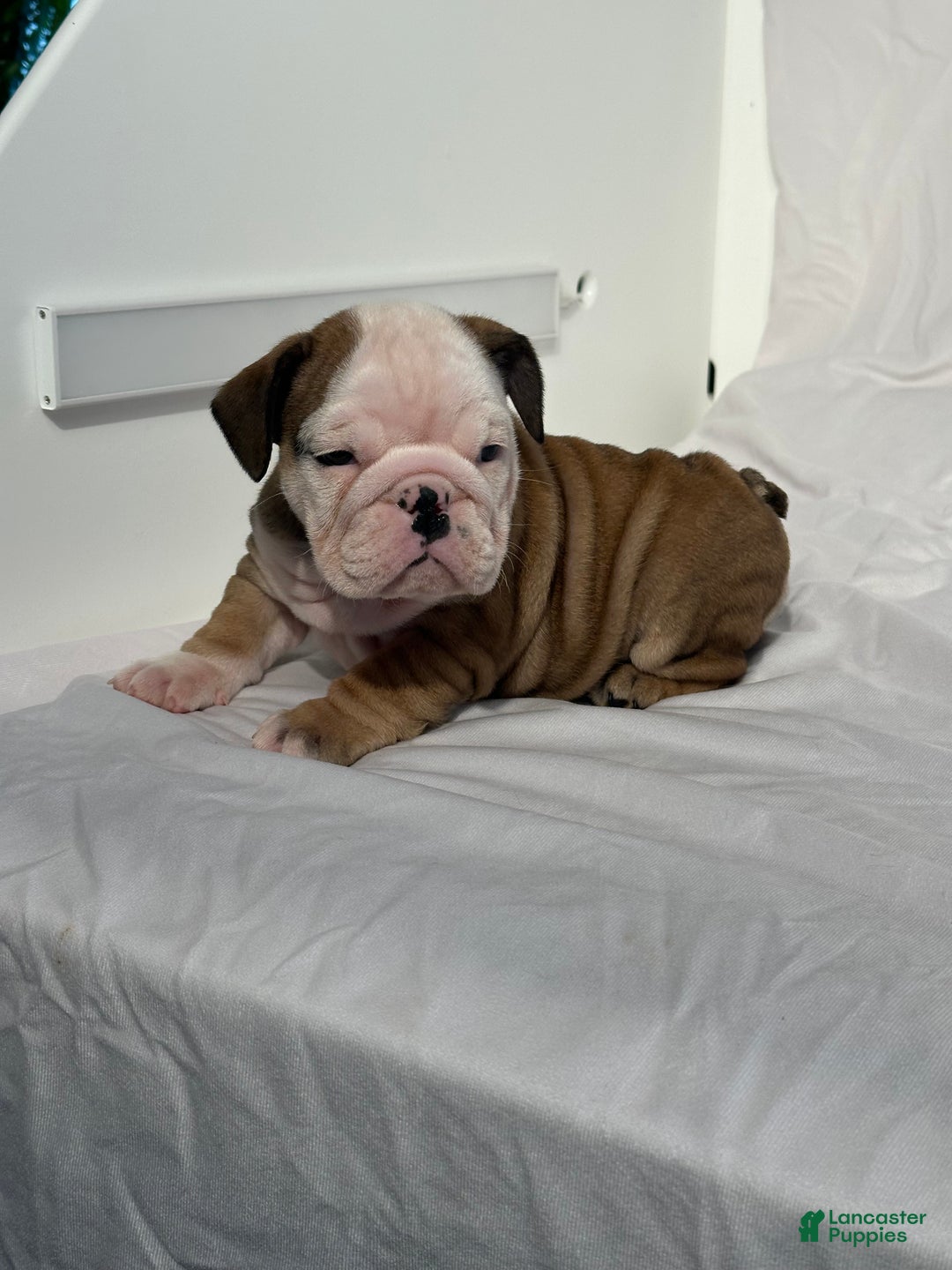 English Bulldog dogs for sale: Casey - Ad 5