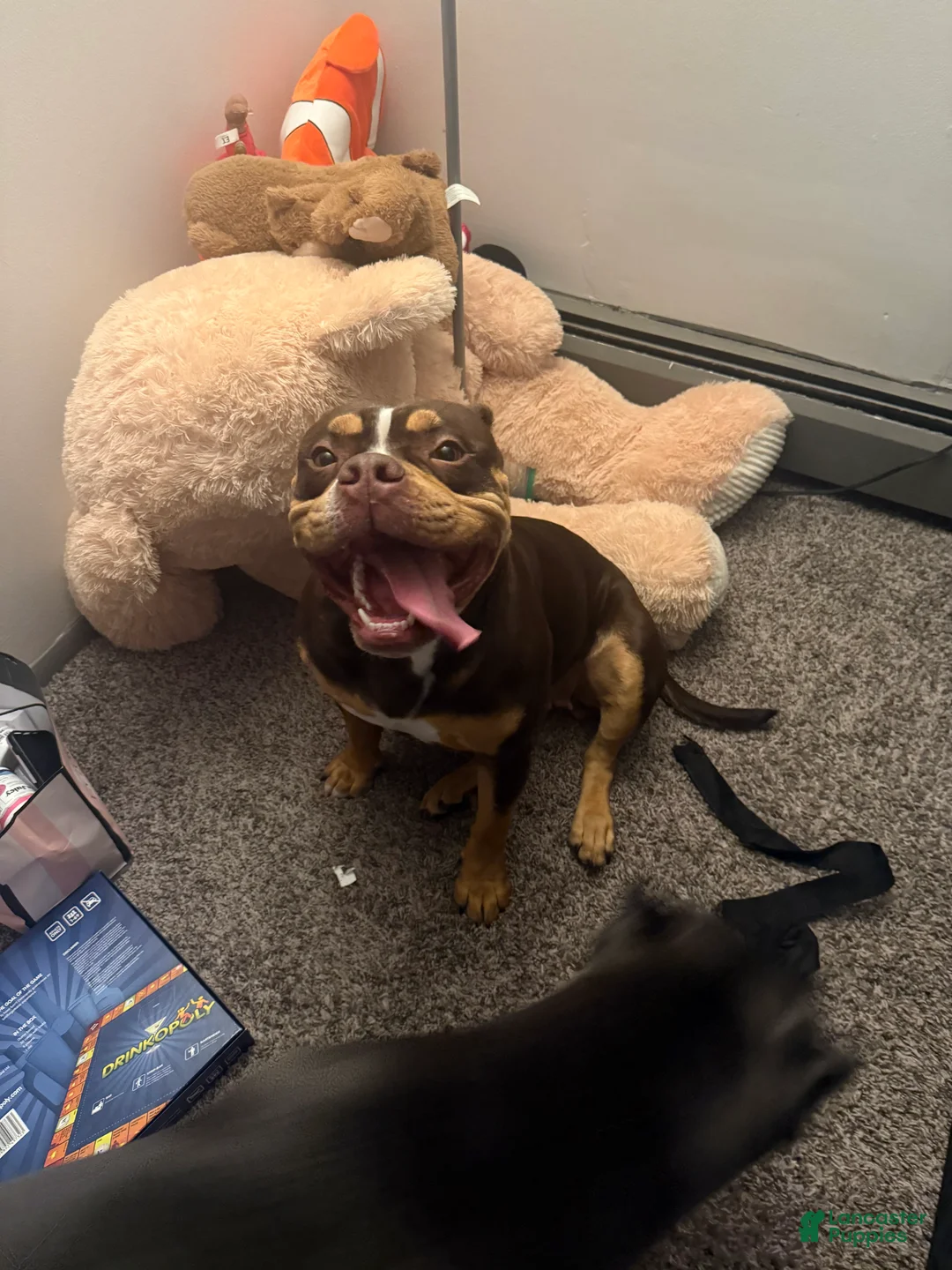 American Bully dogs for sale: American Bully 1 - Ad 1