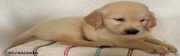 Golden Retriever dogs for sale: Princess - Ad 3