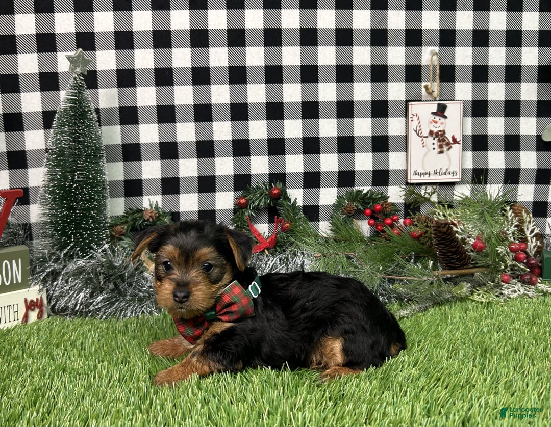 Yorkshire Terrier dogs for sale: Amber - Ad 3