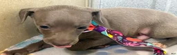 Italian Greyhound dogs for sale: Bear - Ad 6