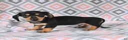 Dachshund dogs for sale: Percy - Ad 3