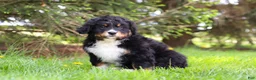 Bernese Mountain Dog dogs for sale: Finn - Ad 3
