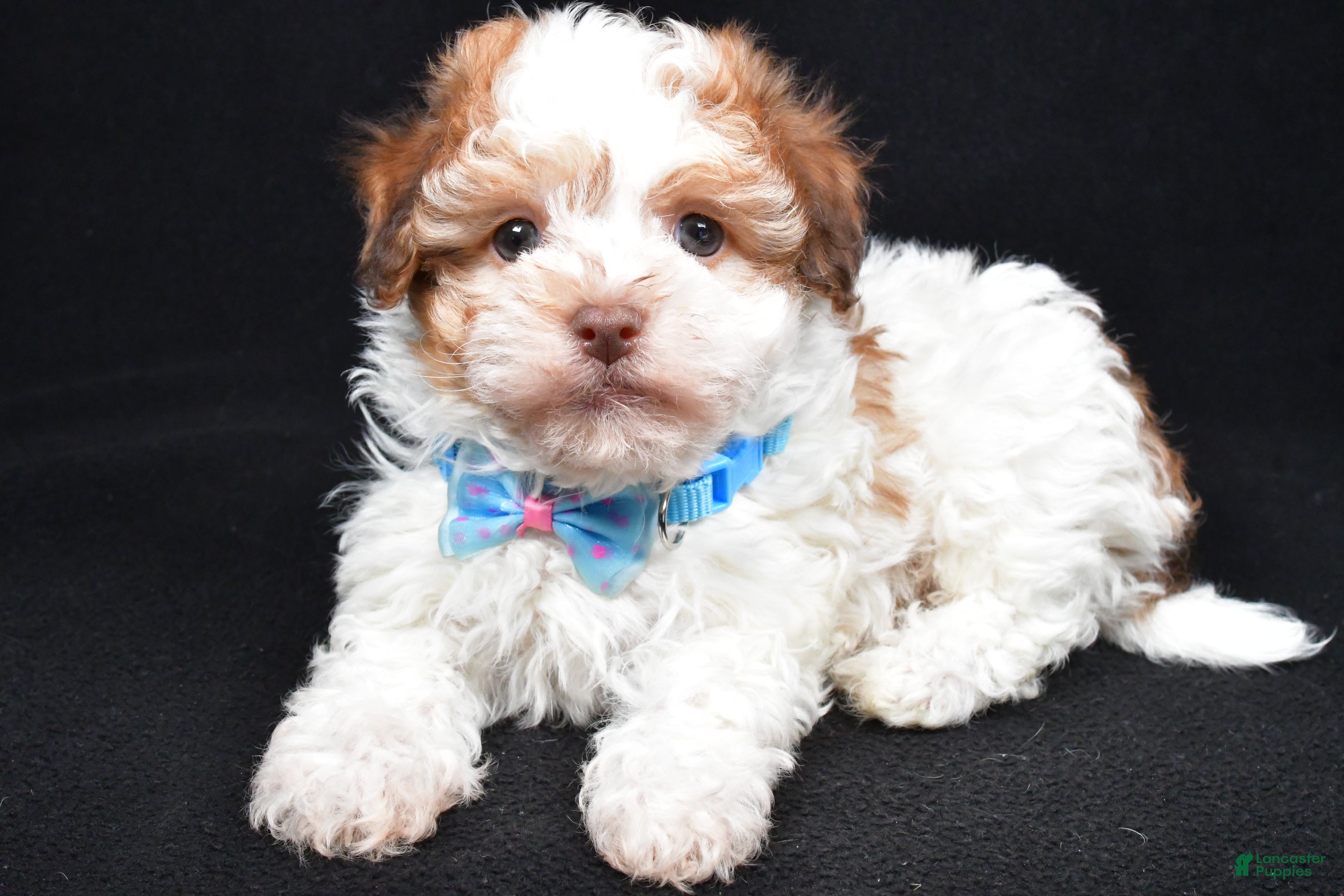 Havanese dogs Lance - Ad 2