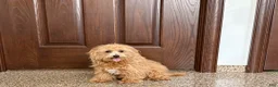 Maltipoo dogs for sale: Maltipoo Male Puppy 1 - Ad 3