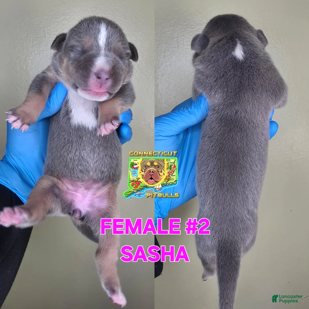 American Bully dogs for sale: SASHA - Ad 1