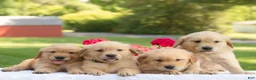 Golden Retriever dogs for sale: Sheba  - Ad 6