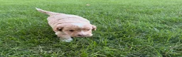 Mini Goldendoodle dogs for sale: Angel Mini Goldendoodle  - Ad 17