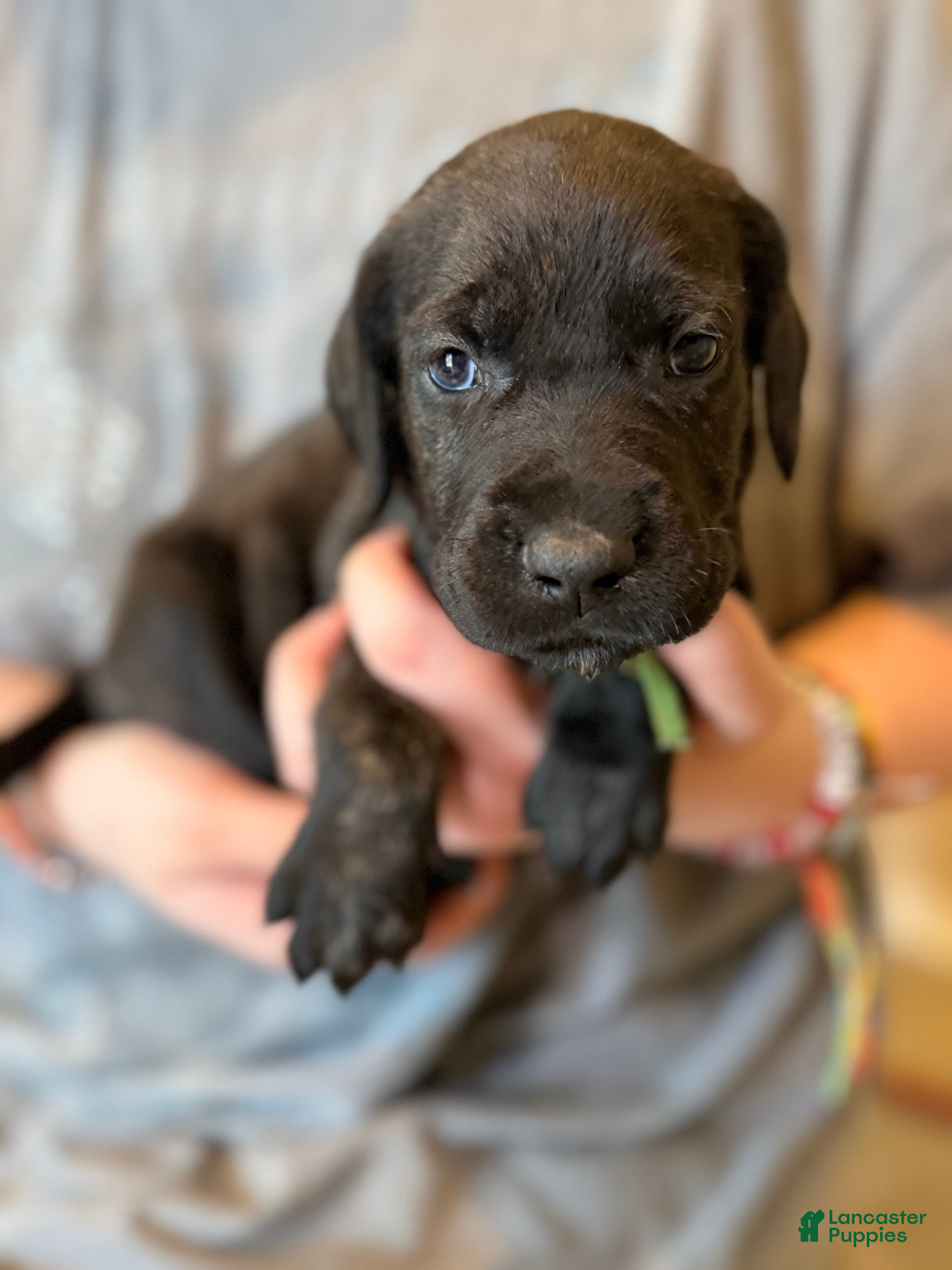 Mixed Breed dogs Dumpling - Ad 2