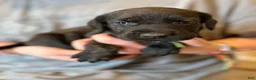 Mixed Breed dogs for sale: Dumpling - Ad 2