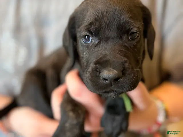 Mixed Breed dogs for sale: Dumpling - Ad 2