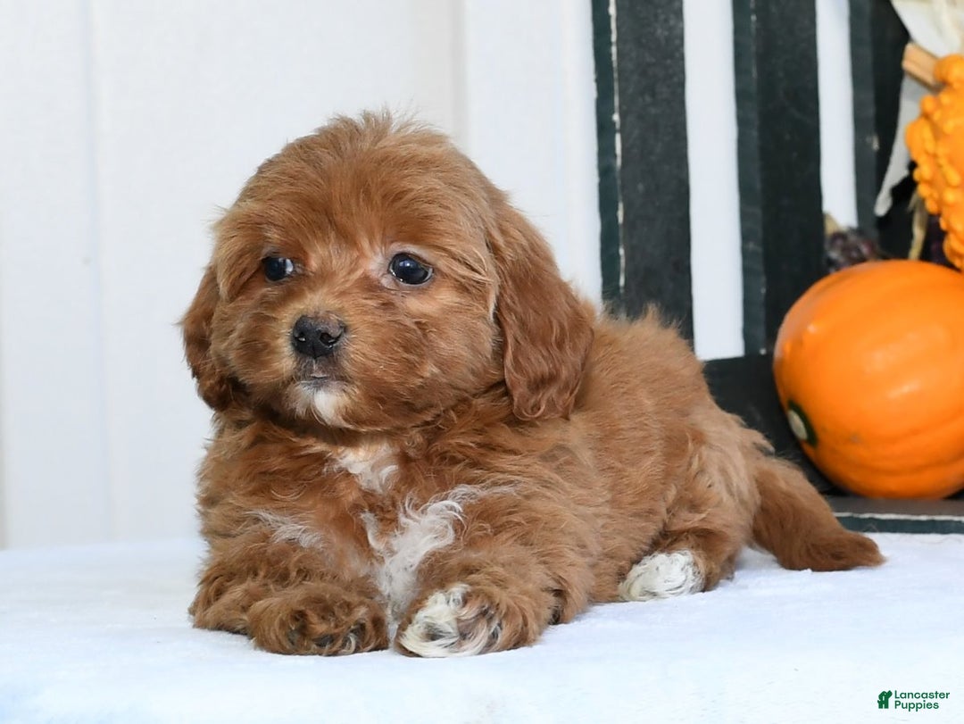 Havapoo dogs for sale: Quella - Ad 6