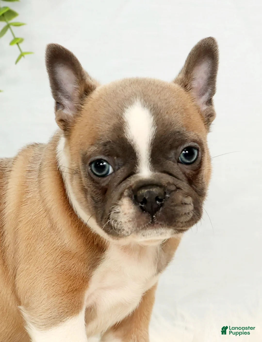 Frenchton dogs for sale: Bentley - Ad 6