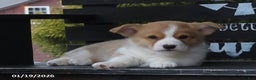 Welsh Corgi Pembroke dogs for sale: Theo - Ad 2