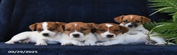 Jack Russell Terrier dogs for sale: Vivian - Ad 5