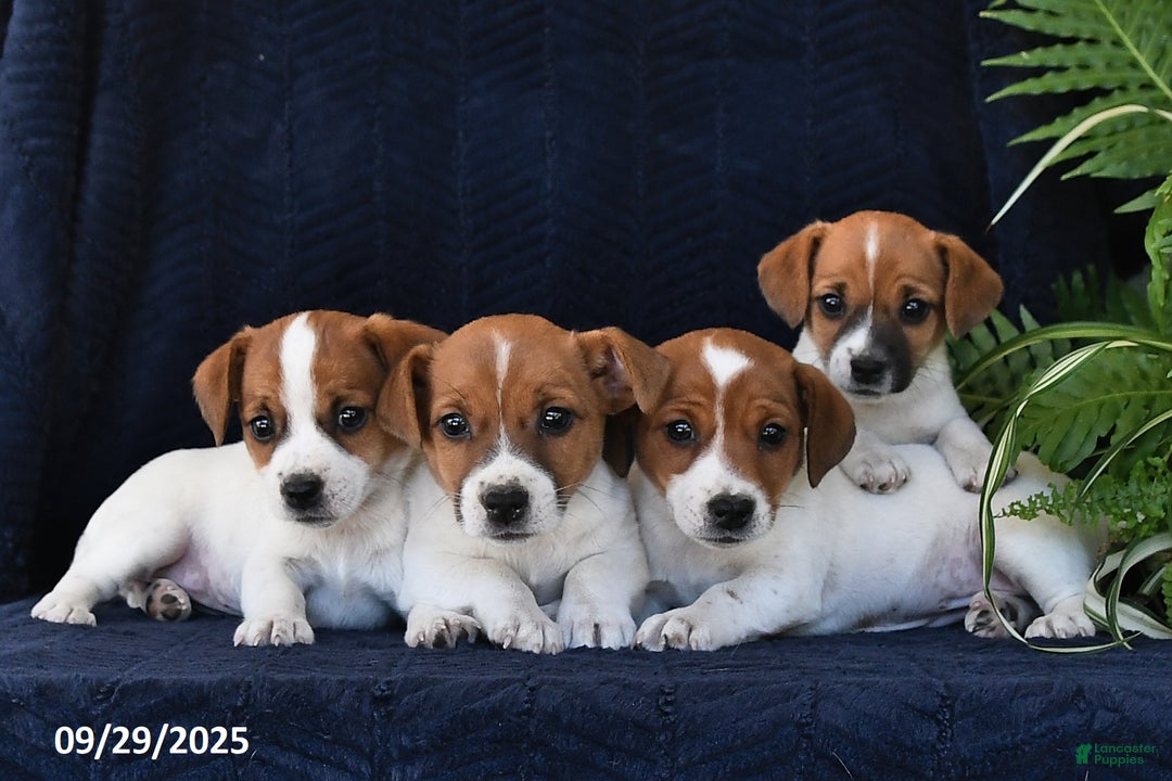 Jack Russell Terrier dogs for sale: Vivian - Ad 5