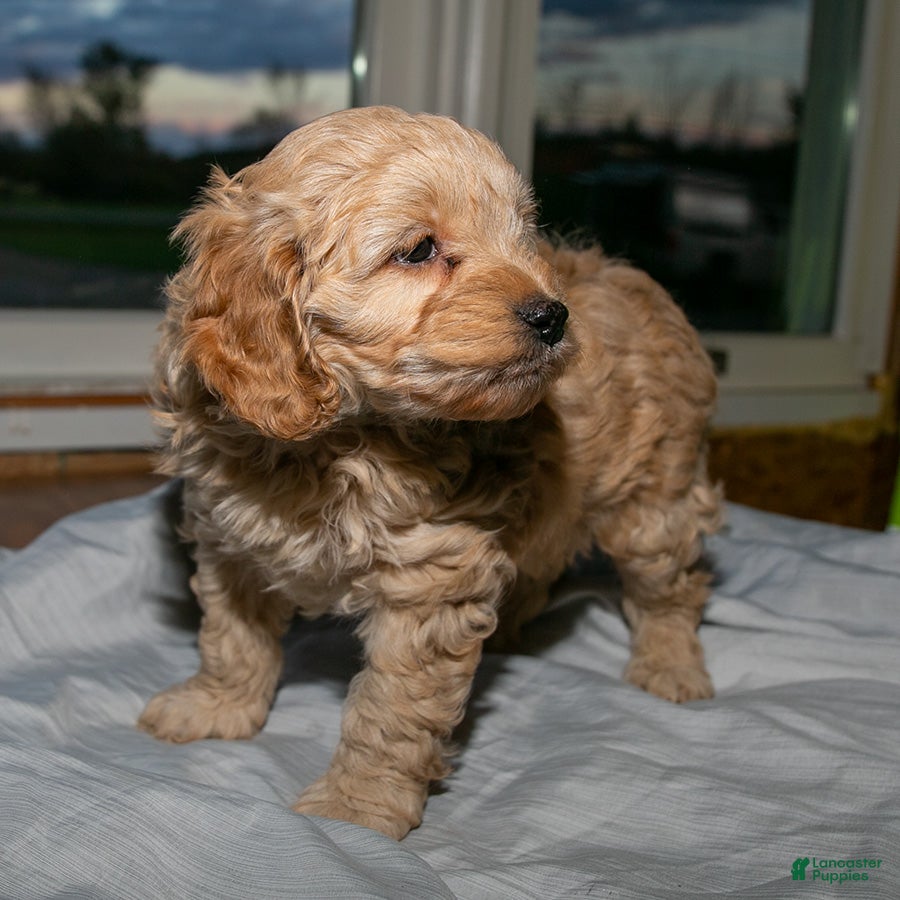 Cockapoo dogs Charlie - Ad 1