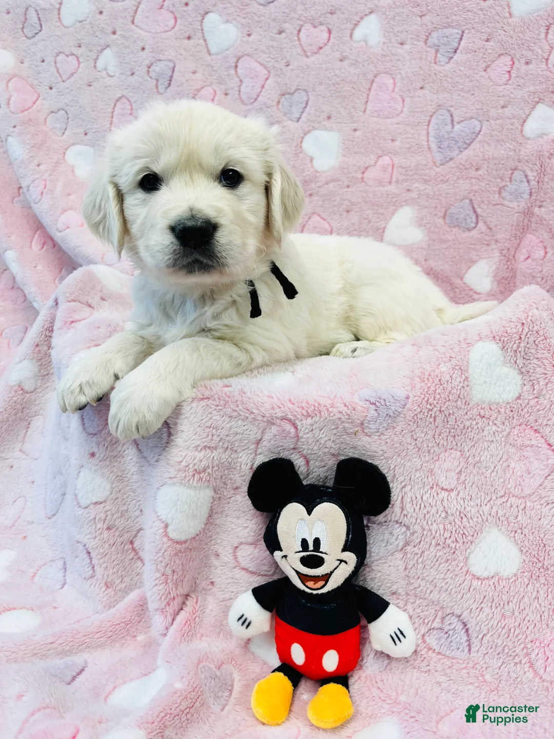 Golden Retriever dogs for sale: Golden Retriever Puppy 3 - Ad 1