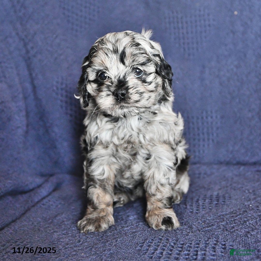 Cockapoo dogs for sale: Joy - Ad 2