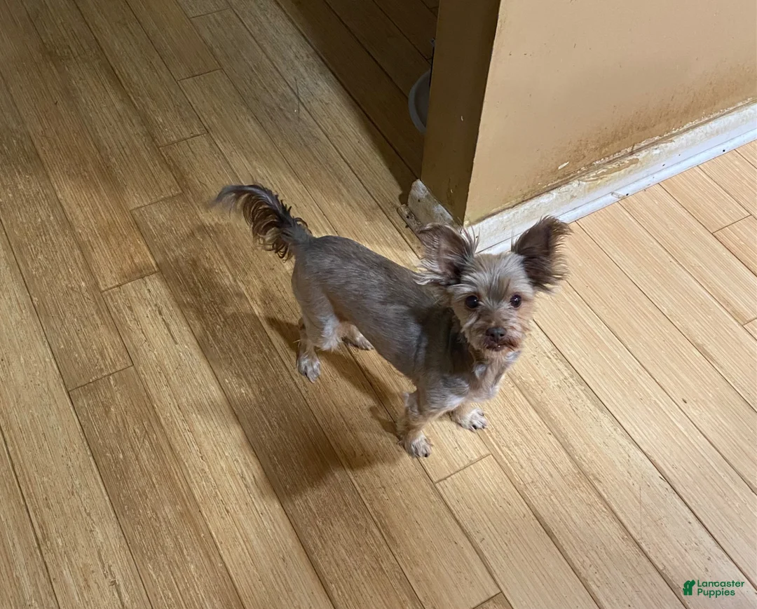 Yorkshire Terrier dogs for sale: Penny - Ad 2