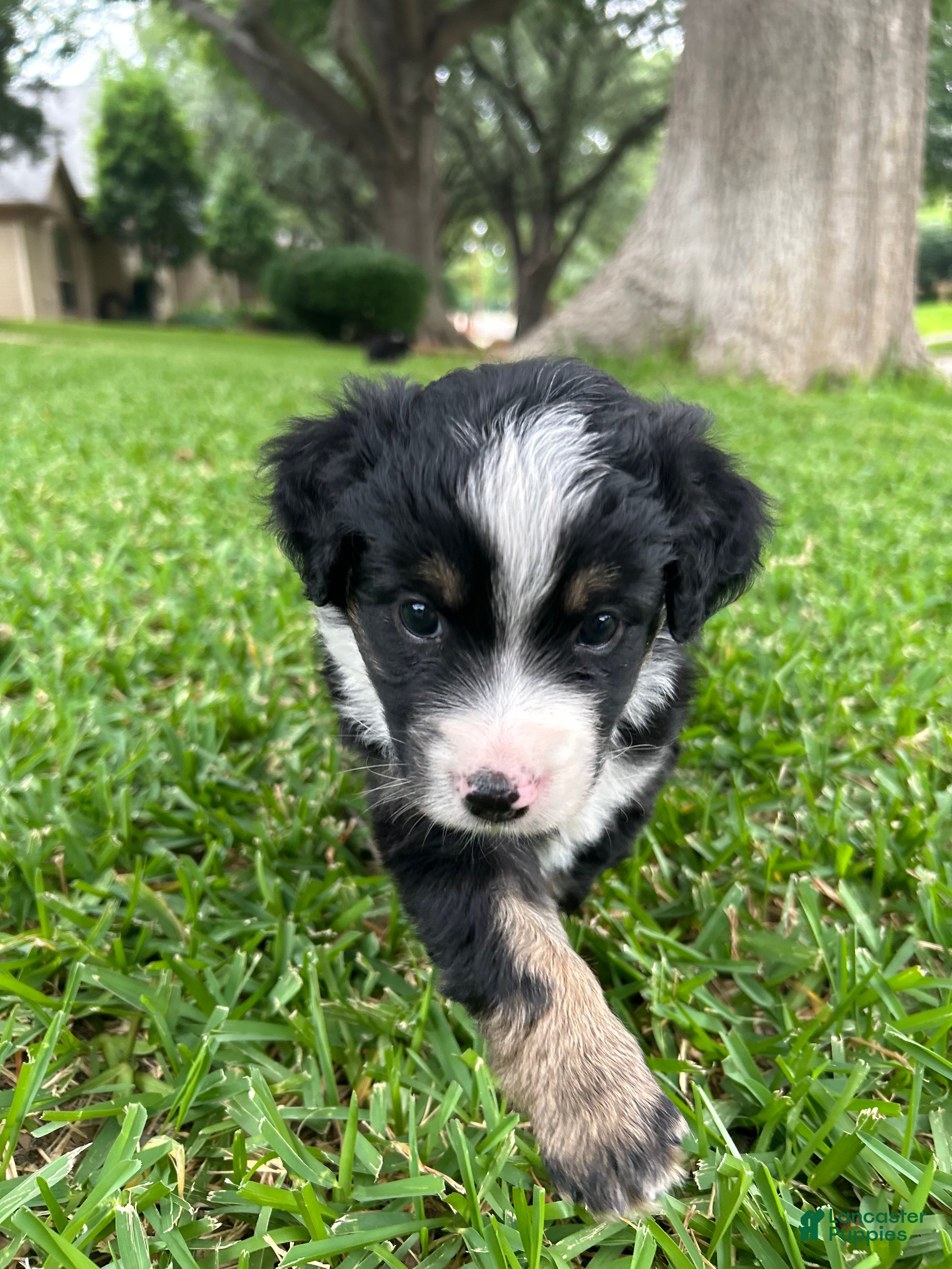 Miniature Australian Shepherd dogs for sale: Rue - Ad 4