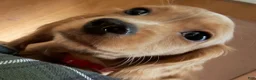 Miniature Dachshund dogs for sale: Miniature Dachshund 2 - Ad 1