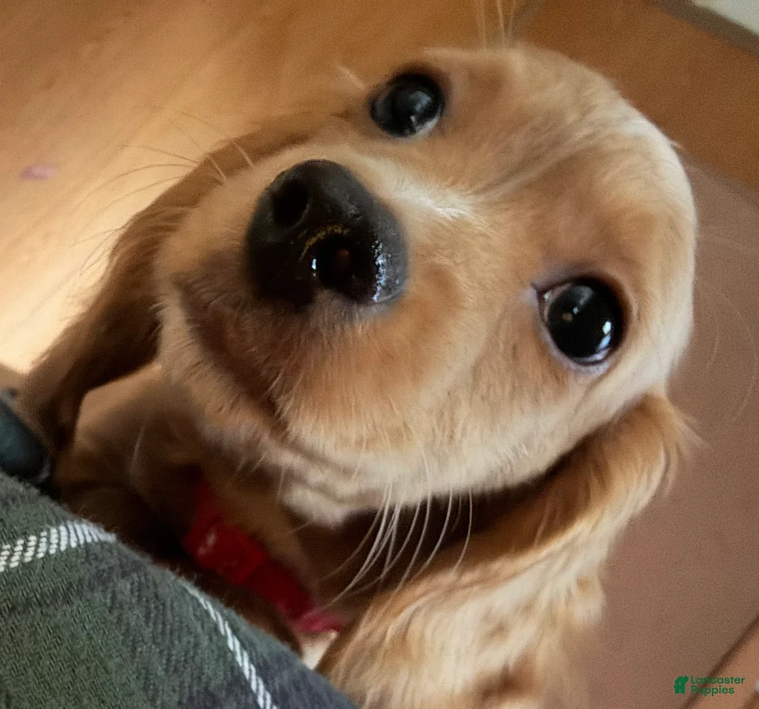 Miniature Dachshund dogs for sale: Miniature Dachshund 2 - Ad 1