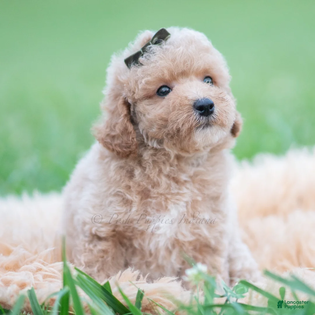 Maltipoo dogs for sale: Fang F1B - Ad 7