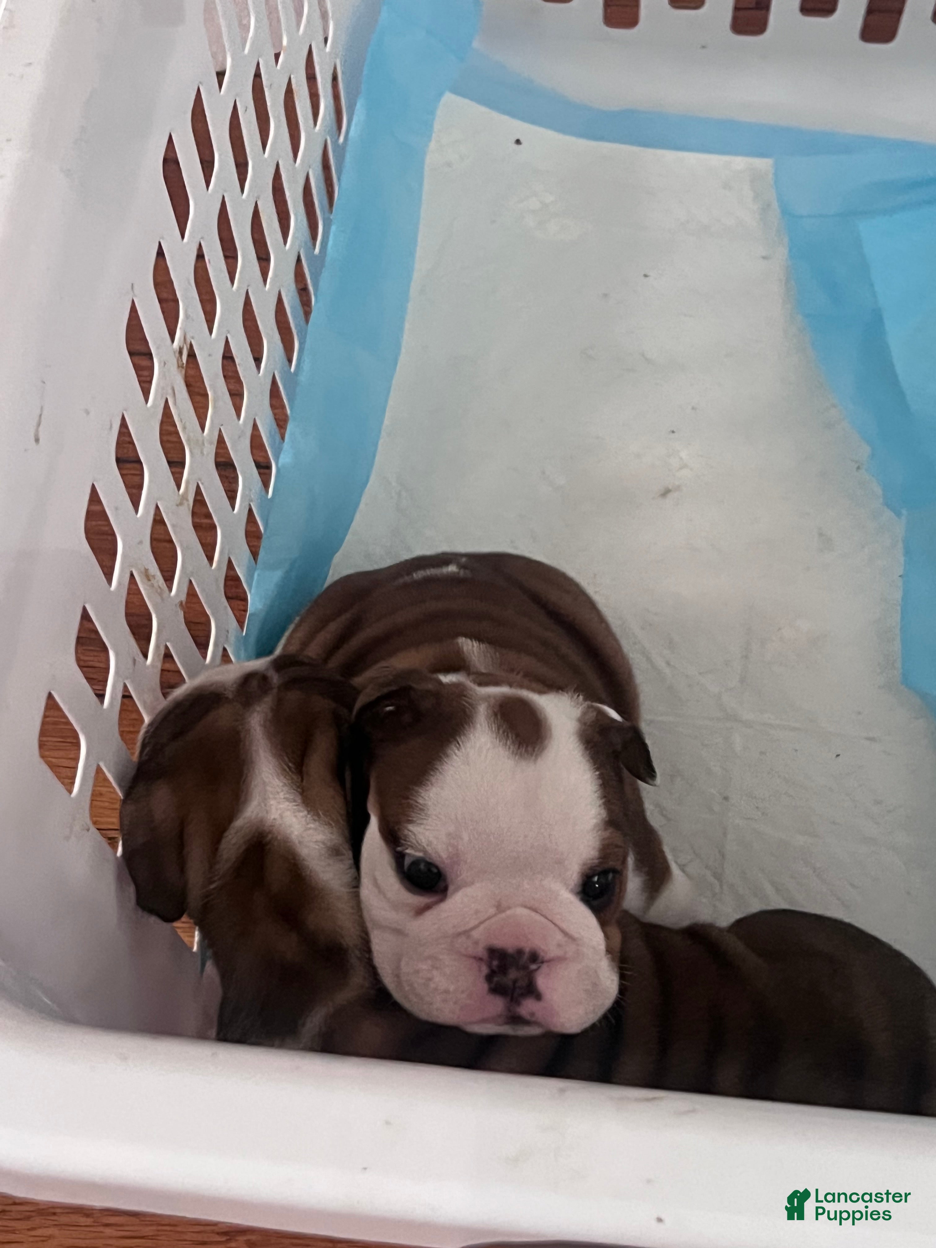 English Bulldog dogs for sale: English Bulldog 2 - Ad 1
