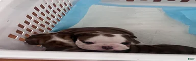 English Bulldog 2