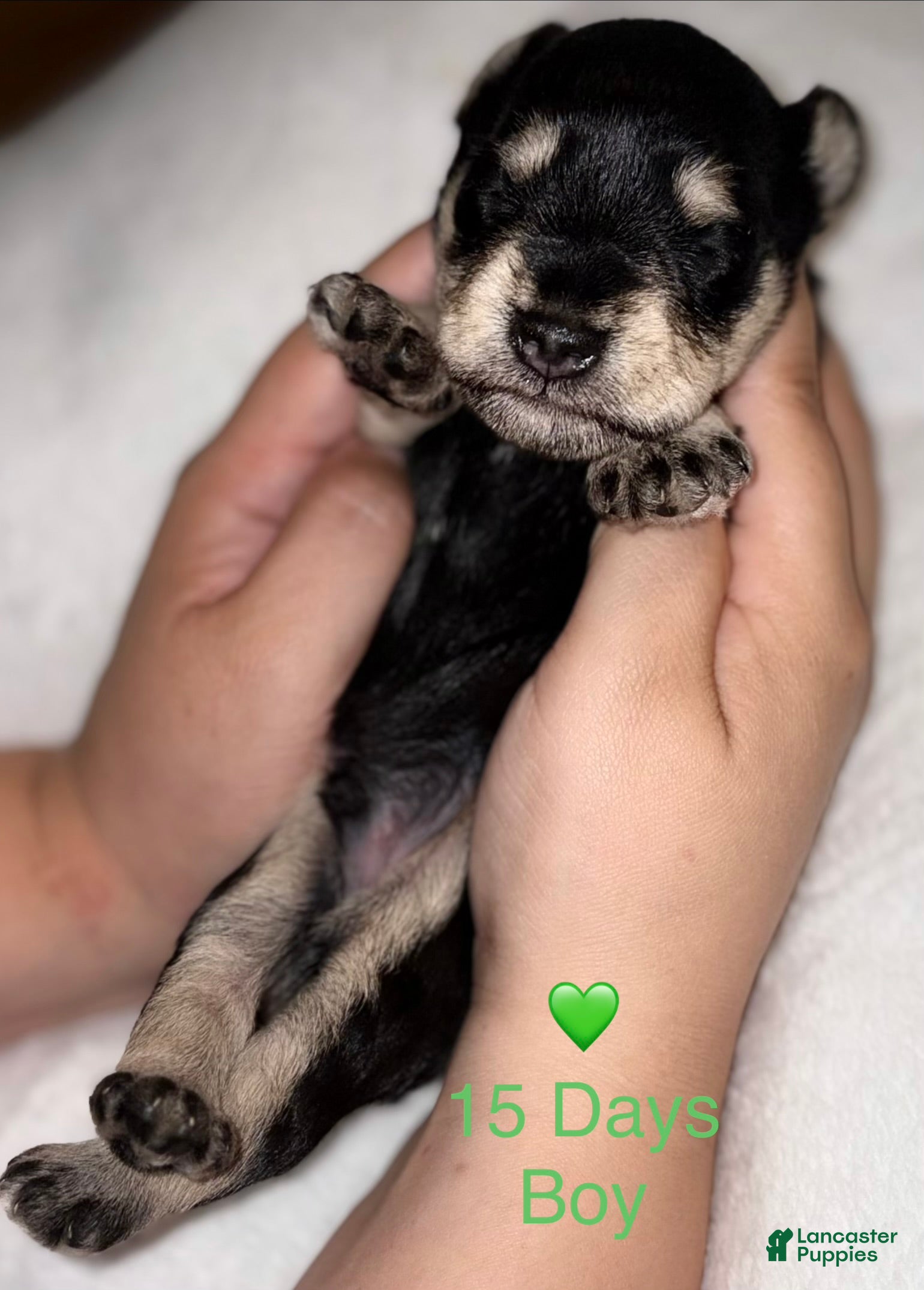 Miniature Schnauzer dogs Miniature Schnauzer 4 - Ad 2