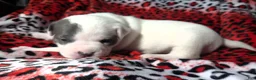 American Bully dogs for sale: "CHRISTINA AGUILERA" - Ad 3
