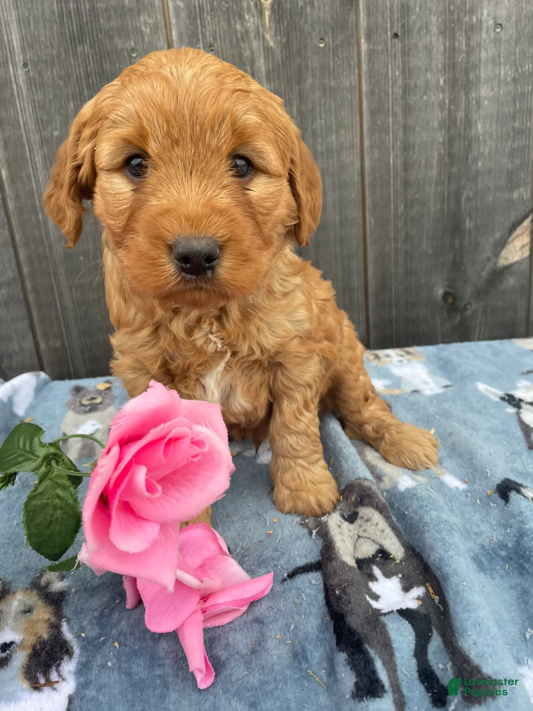 Mini Goldendoodle dogs for sale: Rusty - Ad 1