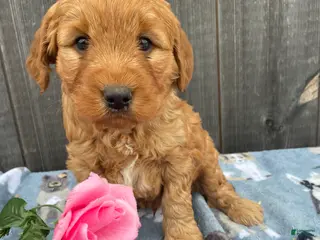 Mini Goldendoodle dogs Rusty - Ad 24