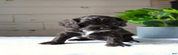 Cockapoo dogs for sale: Oakley - Ad 3