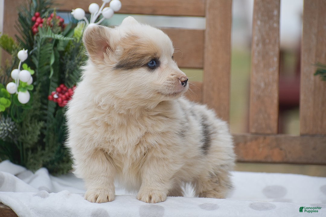 Welsh Corgi Pembroke dogs for sale: Maaleck - Ad 5