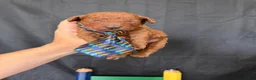 Toy Poodle dogs for sale: Akc Red Toy Poodle Blue Tie - Ad 8