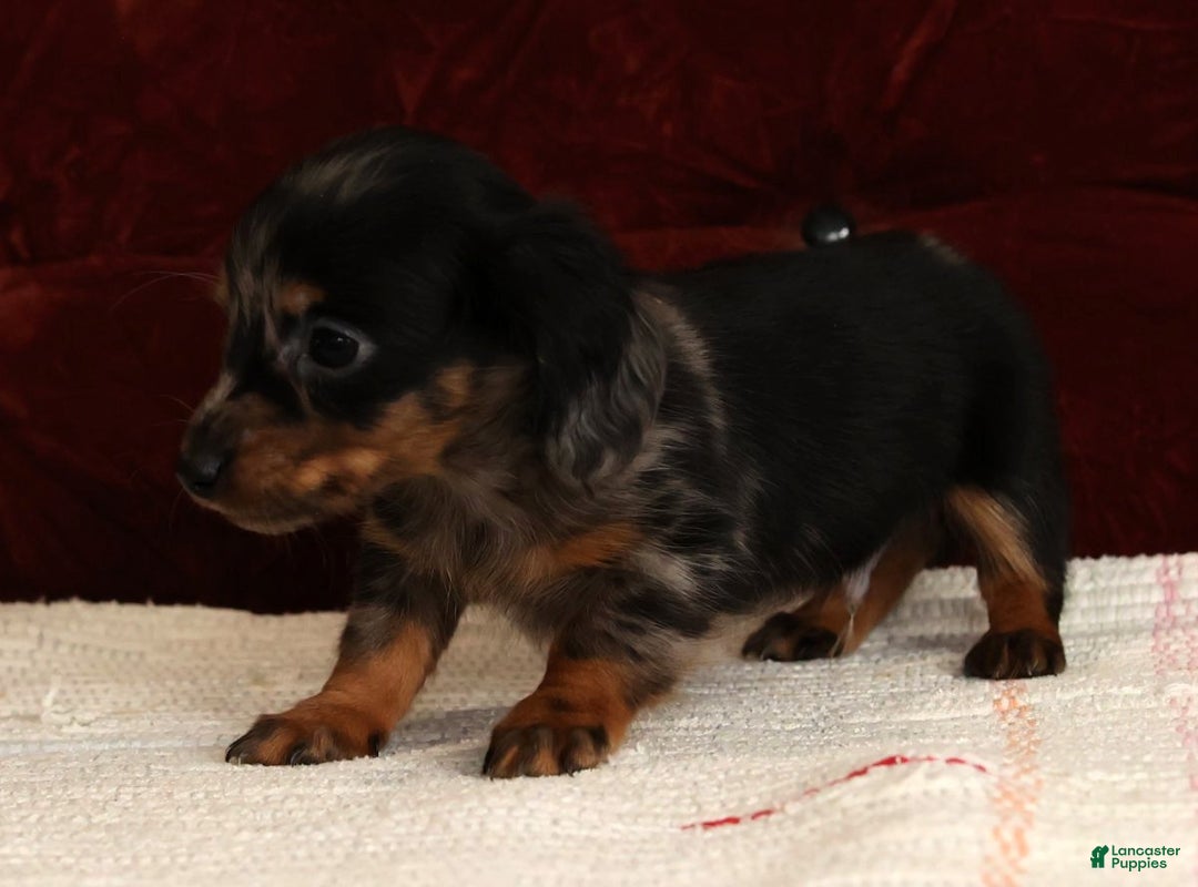 Miniature Dachshund dogs for sale: Korey - Ad 7