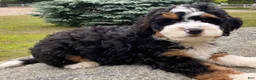 Mini Bernedoodle dogs for sale: 🩵IN BOSTON MASSACHUSETTS AREA🩵TRADITIONAL TRI COLOR🩵MINI BERNEDOODLE🩵 - Ad 4