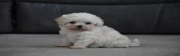 Maltipoo dogs for sale: Archie - Ad 3