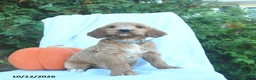 Goldendoodle dogs for sale: Oak  - Ad 3